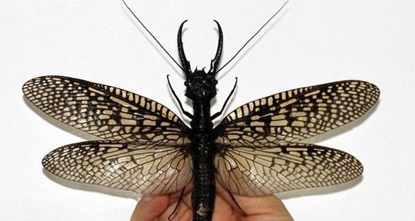 Огромных насекомых с большой челюстью обнаружили в Китае