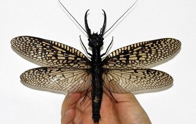 Огромных насекомых с большой челюстью обнаружили в Китае