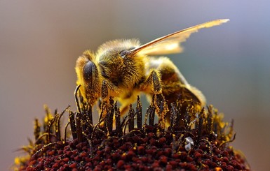 Американца до полусмерти изжалили тысячи пчел