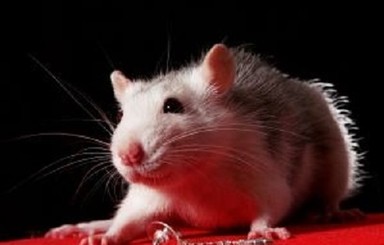 Доказано крысами: сладкие напитки ухудшают память детей и подростков