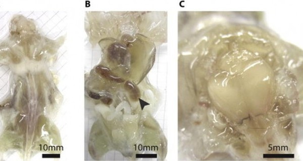 Ученые из США заставили мышь просвечиваться насквозь