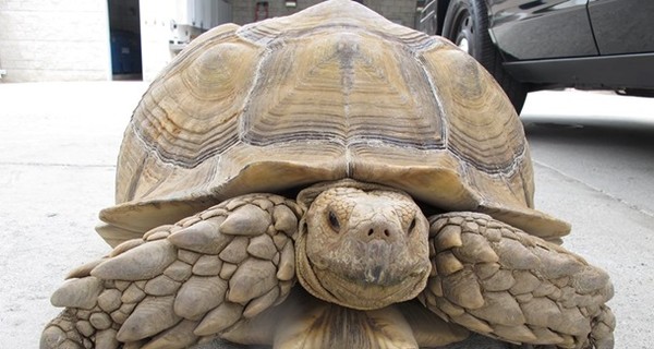 Черепаха-гигант пыталась скрыться от полиции в Калифорнии