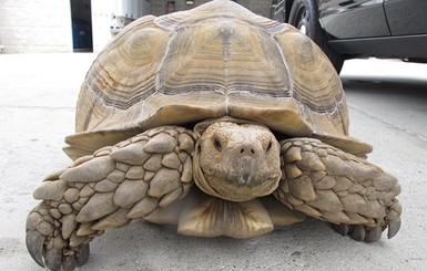 Черепаха-гигант пыталась скрыться от полиции в Калифорнии