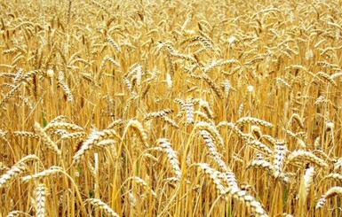 В Украине ждут рекордно высокий урожай озимой пшеницы