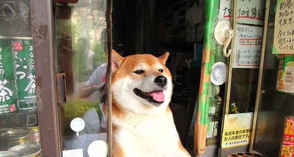 В Японии собака работает продавцом 