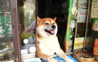 В Японии собака работает продавцом 