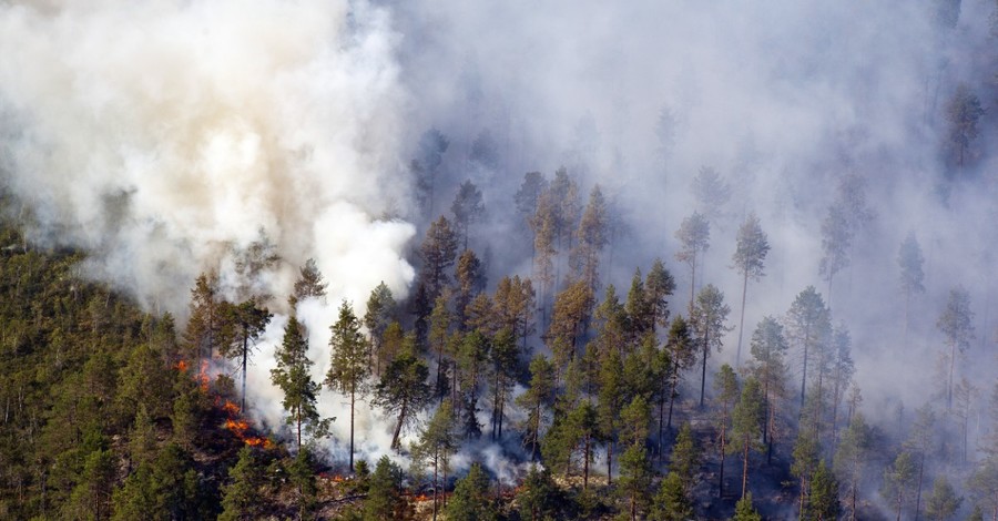 Из-за жары в Швеции массово полыхают лесные пожары