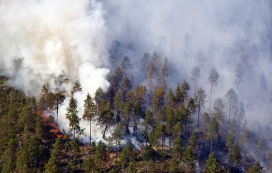 Из-за жары в Швеции массово полыхают лесные пожары