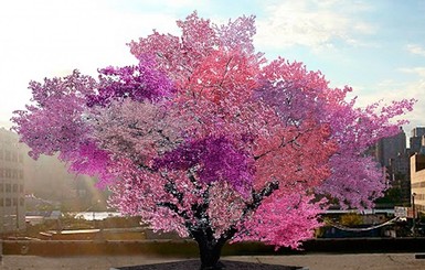 В США вырастили дерево, которое дает целый год 40 разных плодов