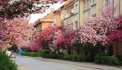 В Ужгороде началось цветение сакуры 