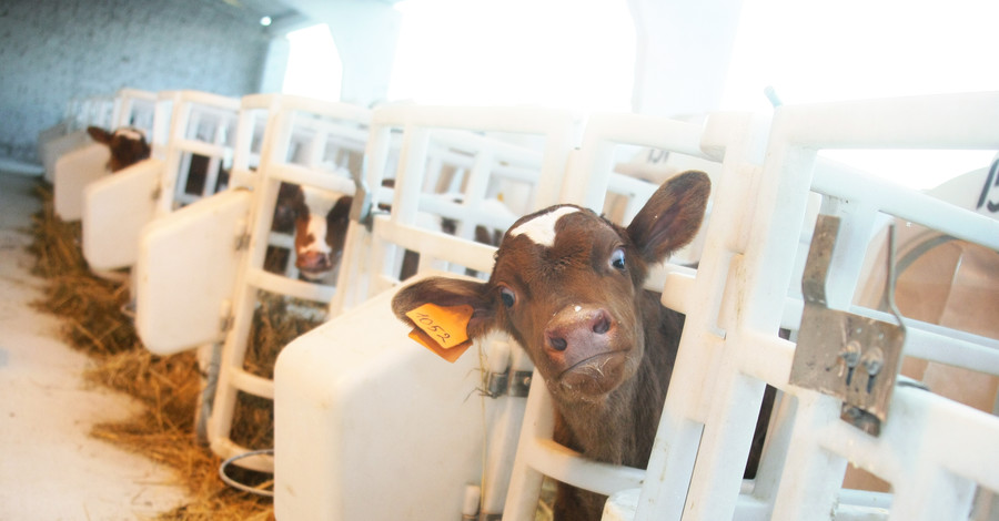 СМИ: Россия ввела запрет на ввоз скота из некоторых стран Евросоюза