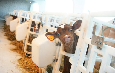 СМИ: Россия ввела запрет на ввоз скота из некоторых стран Евросоюза