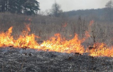 Из-за жары в Киеве горят деревья и гектары травы