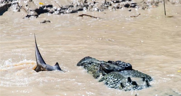 В Австралии крокодил напал на огромную акулу