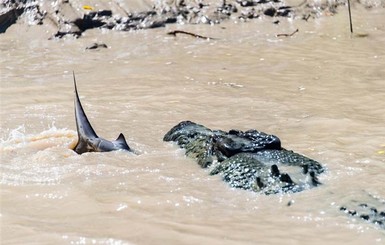 В Австралии крокодил напал на огромную акулу