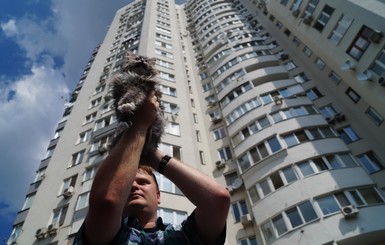 В Киеве кошка выпала с 24-го этажа и чудом выжила