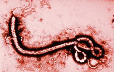 Лихорадка Эбола добралась до Румынии?