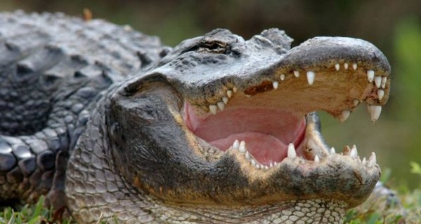 В США крокодил в схватке с ребенком лишился зуба