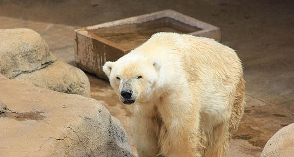 В Африке умер последний белый медведь из-за тоски по возлюбленной