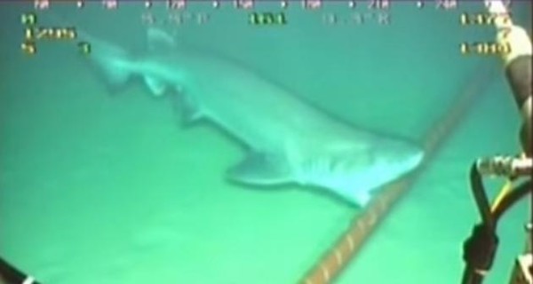 Акулы повадились грызть подводные кабели 