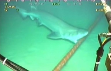 Акулы повадились грызть подводные кабели 
