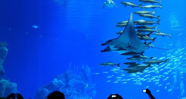 Самый большой в мире аквариум создан в Китае