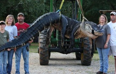 В США поймали гигантского аллигатора весом 453 килограмма