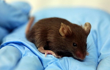 Ученые вырастили внутри мыши новый орган