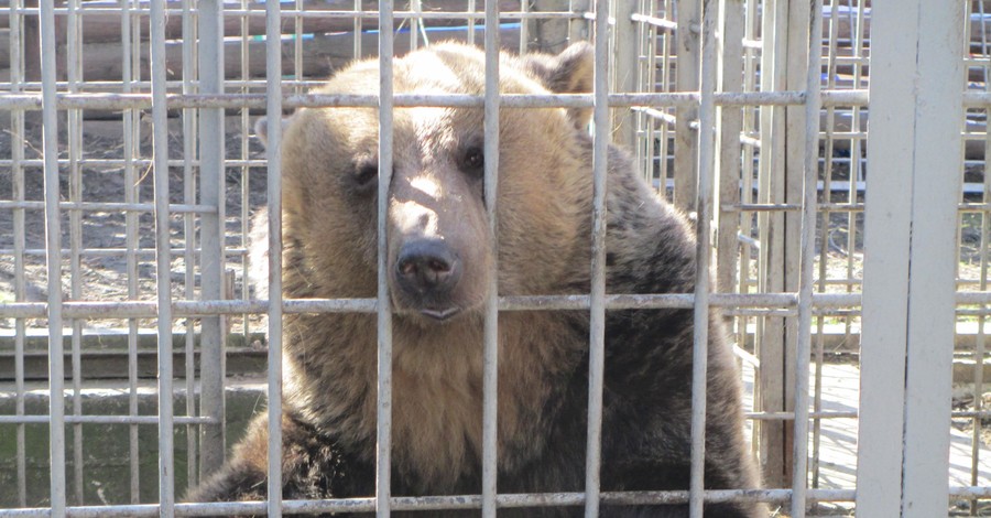 На Львовщине австрийцы построят приют для бурых медведей