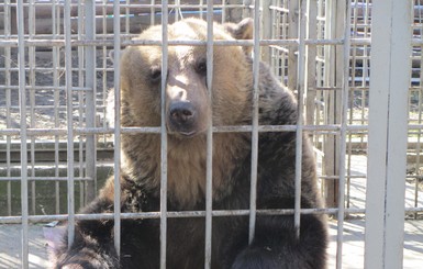 На Львовщине австрийцы построят приют для бурых медведей