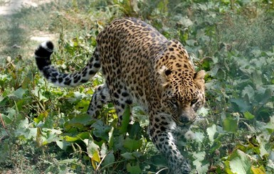 В Индии вооруженная серпом женщина победила леопарда
