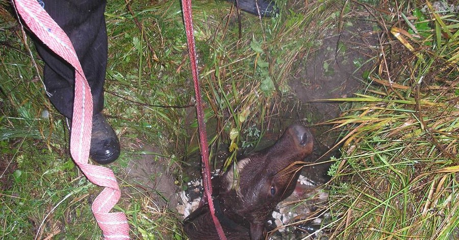 На Льовщине спасатели достали из четырехметровой ямы теленка