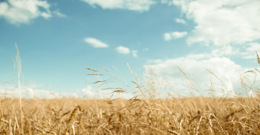 Потерявшегося под Харьковом малыша нашли в пшеничном поле