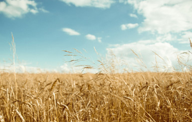 Потерявшегося под Харьковом малыша нашли в пшеничном поле