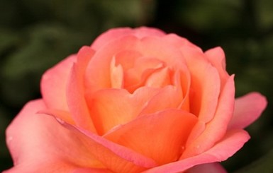 Французы вывели для Одессы уникальный сорт розы