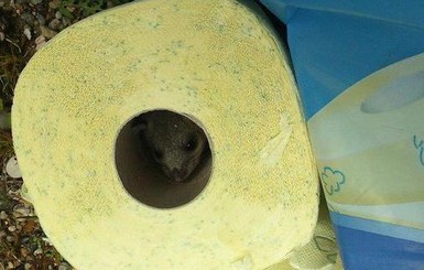 Австриец обнаружил в упаковке туалетной бумаги живого грызуна
