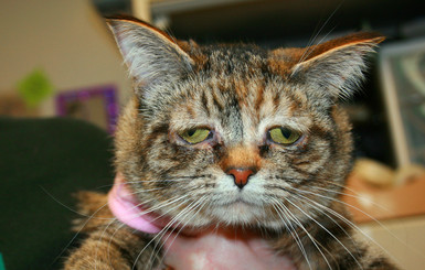 История самой грустной в мире кошки потрясла Интернет