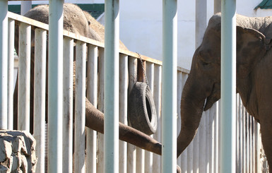 Беременность харьковской слонихи Тенди снова под вопросом