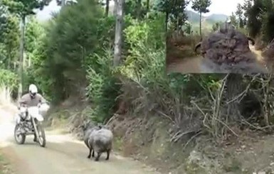 В Новой Зеландии разъяренная овца сбила беспилотник