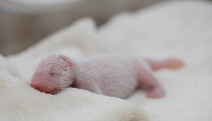 В Китае родилась самая маленькая панда