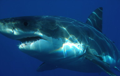 В Австралии человека атаковала акула-убийца