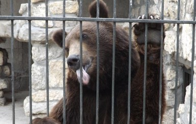 В запорожском зоопарке медведи показывают языки