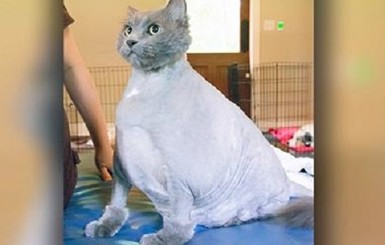 Самого толстого в мире кота заставили заниматься фитнесом