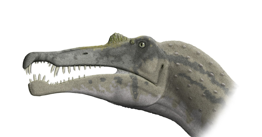 Ученые: Спинозавр умел плавать и ел акул