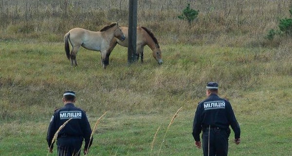 Возле Чернобыля милиционеры спасли влюбленных лошадок Пржевальского