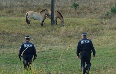 Возле Чернобыля милиционеры спасли влюбленных лошадок Пржевальского