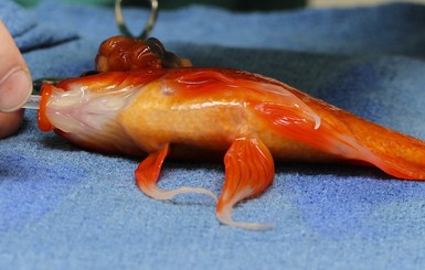 В Австралии золотой рыбке сделали операцию на мозге 