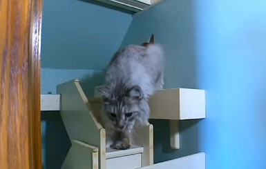 Американец за 15 лет построил гигантский кошачий лабиринт
