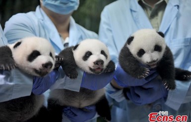 Панды-тройняшки в Китае открыли глаза и 