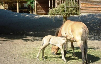 В киевском зоопарке из-за переедания погибла лошадь Пржевальского